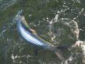 Big Ft Myers Resident Tarpon